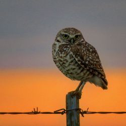 Burrowing Owl